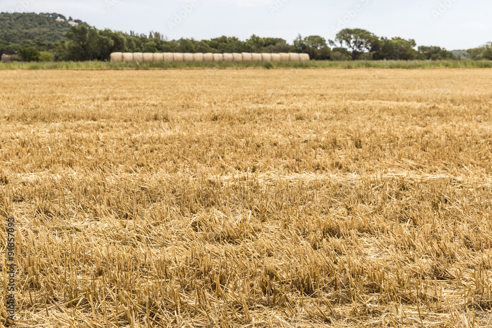Fototapeta premium Harvested wheat field