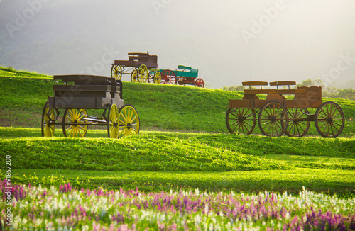 Beautiful landscape Historic carriage in flower field photo