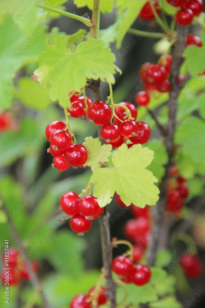 Fototapeta premium Red Currant berries