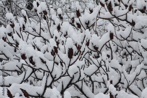 Fresh snow covering the branches and bob’s of a Staghorn Sumac bush. © akhug