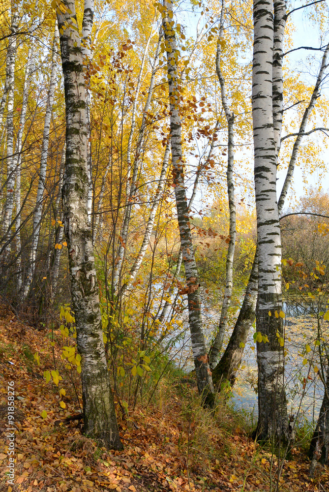 Birch grove on the lakeside of forest lake