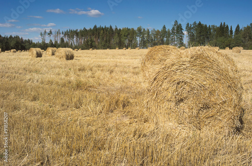 Field with haystacks and green trees
