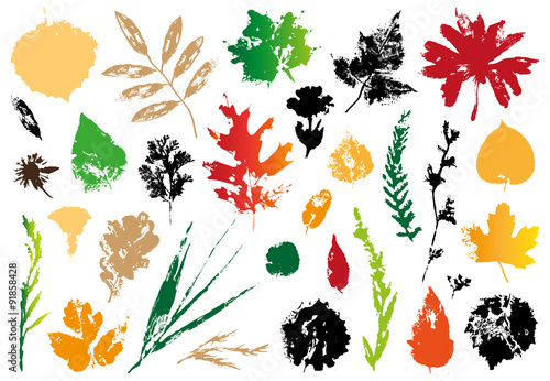 imprint of autumn leaves