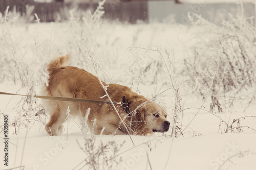 Fototapeta Naklejka Na Ścianę i Meble -  Golden Retriever dog in show with Instagram style filter