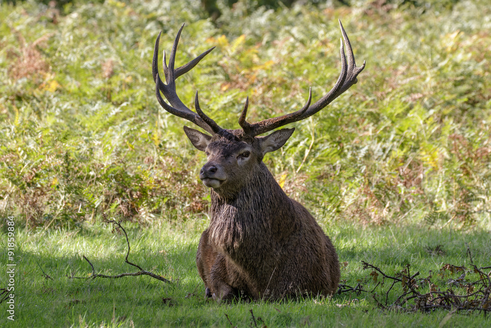 Fototapeta premium Red Deer