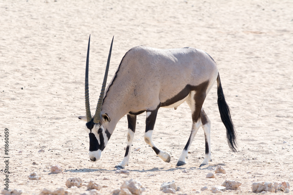 Oryx with horns down in namib desert Stock Photo Adobe Stock