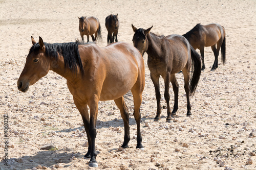 Fototapeta Naklejka Na Ścianę i Meble -  Wild Horses in Namib Desert