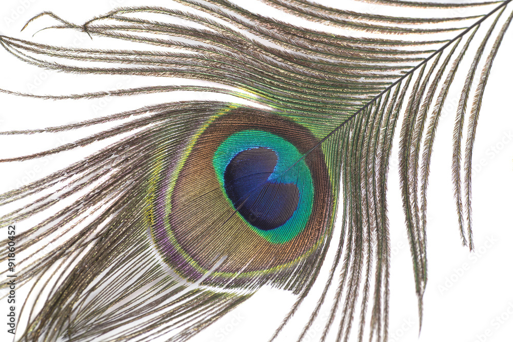 Naklejka premium Peacock feathers isolated on white background