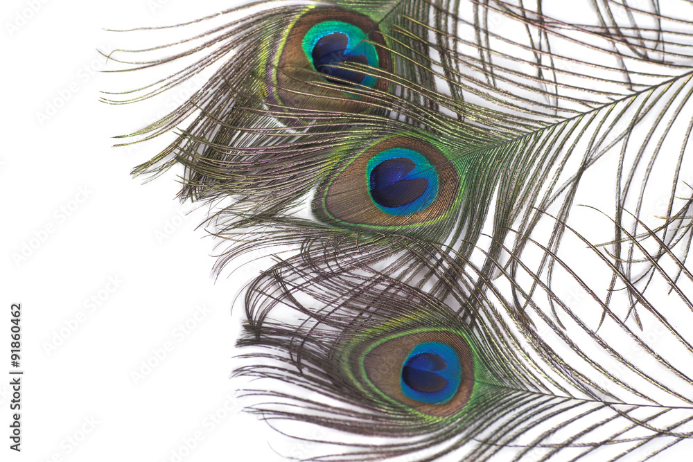 Obraz premium Peacock feathers isolated on white background