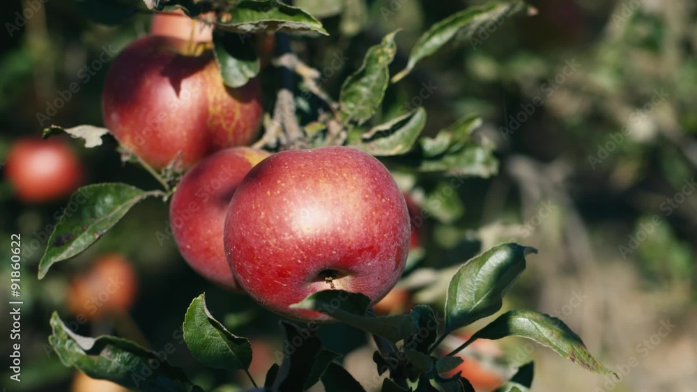 Red juicy apples grow on trees Red juicy apples grow on trees