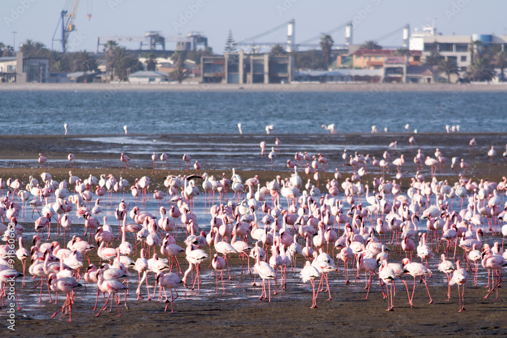 Fototapeta premium Flamingos at Swakopmund