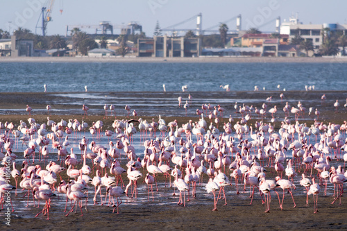 Flamingos at Swakopmund
