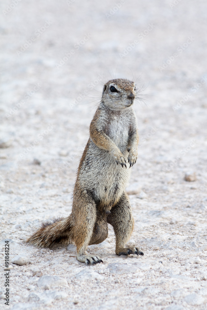 Fototapeta premium Ground Squirrel