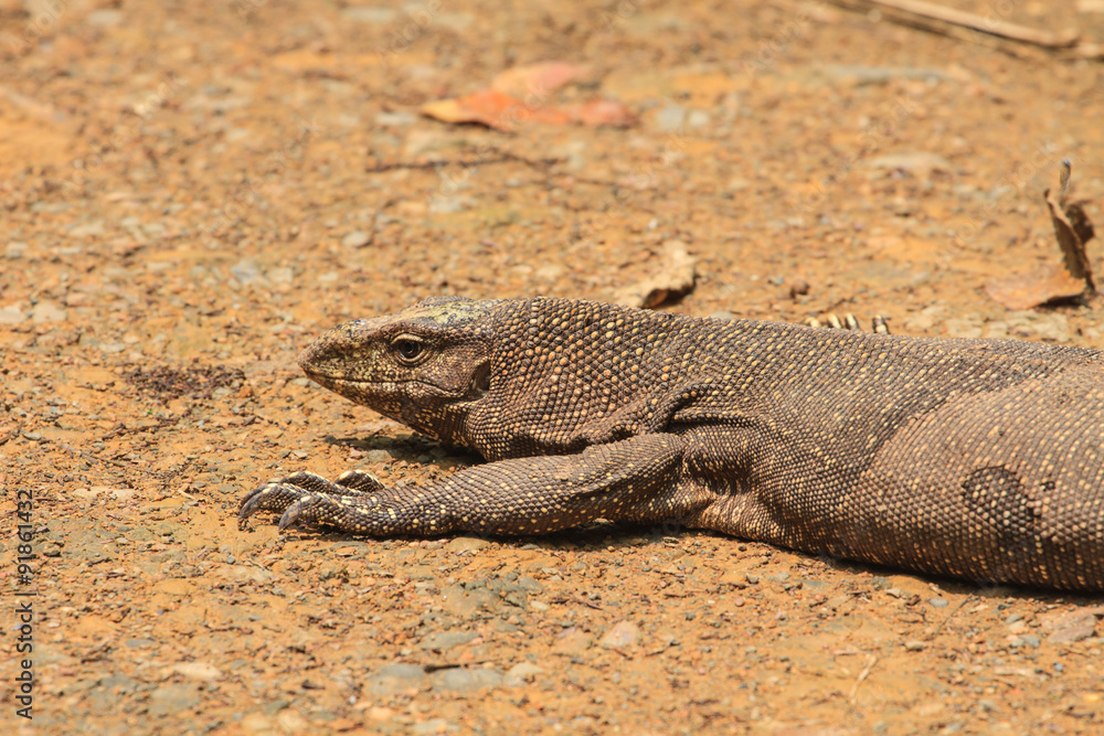 Bengal Monitor Lizard in the forest