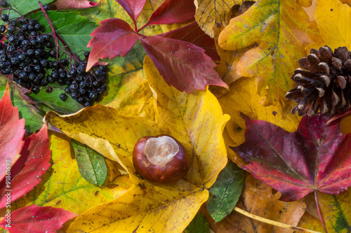 Herbstcollage, Kastanien, Blätter und Zapfen