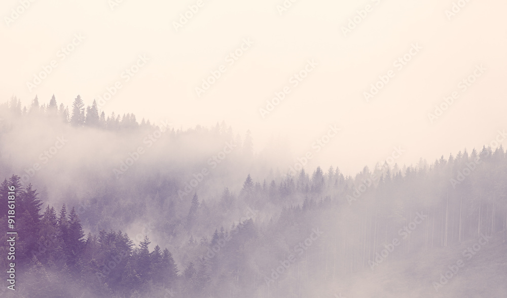 Fototapeta premium Mgła w lesie