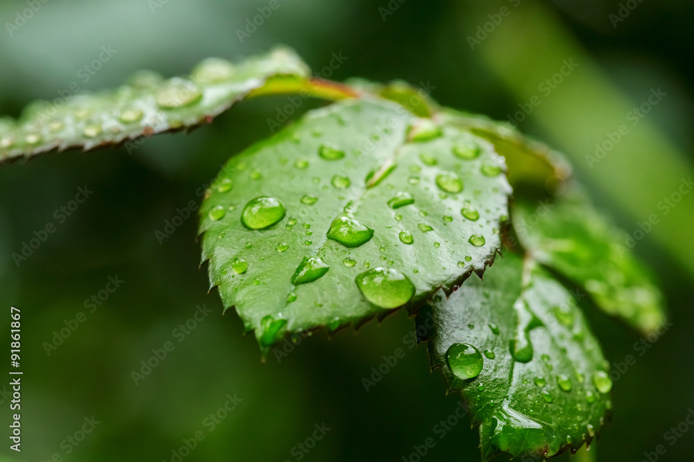 water drops on the green grass water drops on the green grass