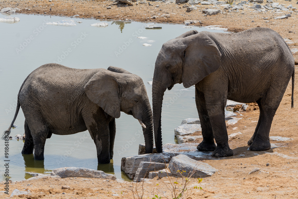 Fototapeta premium Elephants at waterhole