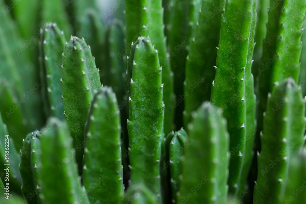 Cactus Specie Closeup Photo. Cactus Specie Closeup Photo.