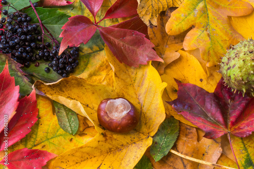 Herbstcollage, Kastanien, Blätter und Holunder