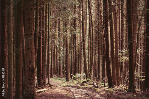 Forest of firs
