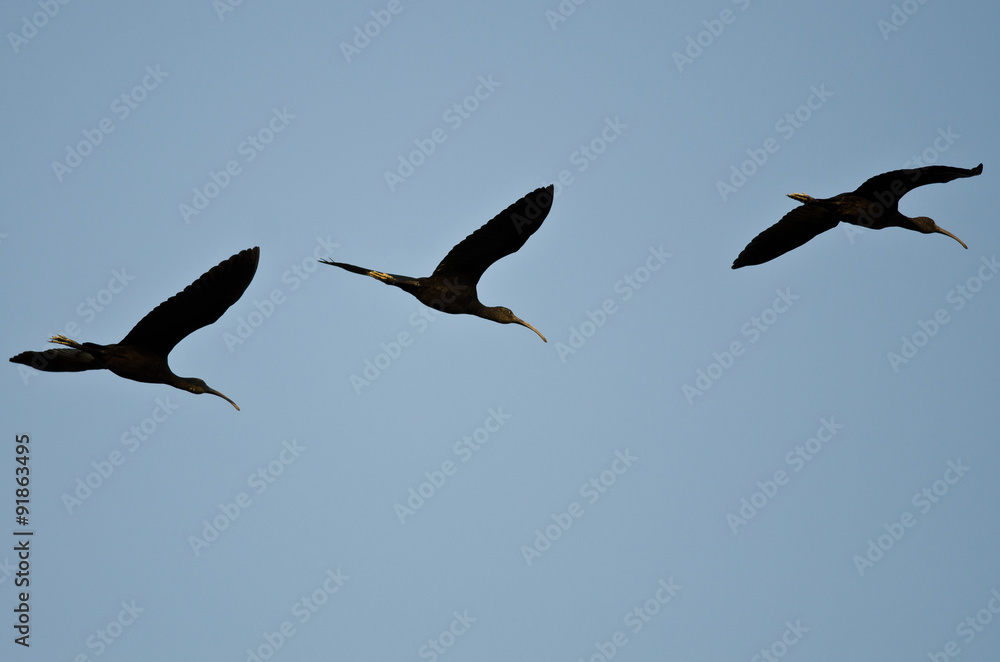 Three White-faced Ibis Flying in a Blue Sky
