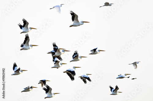 Flock of American White Pelicans Flying on a White Background © rck