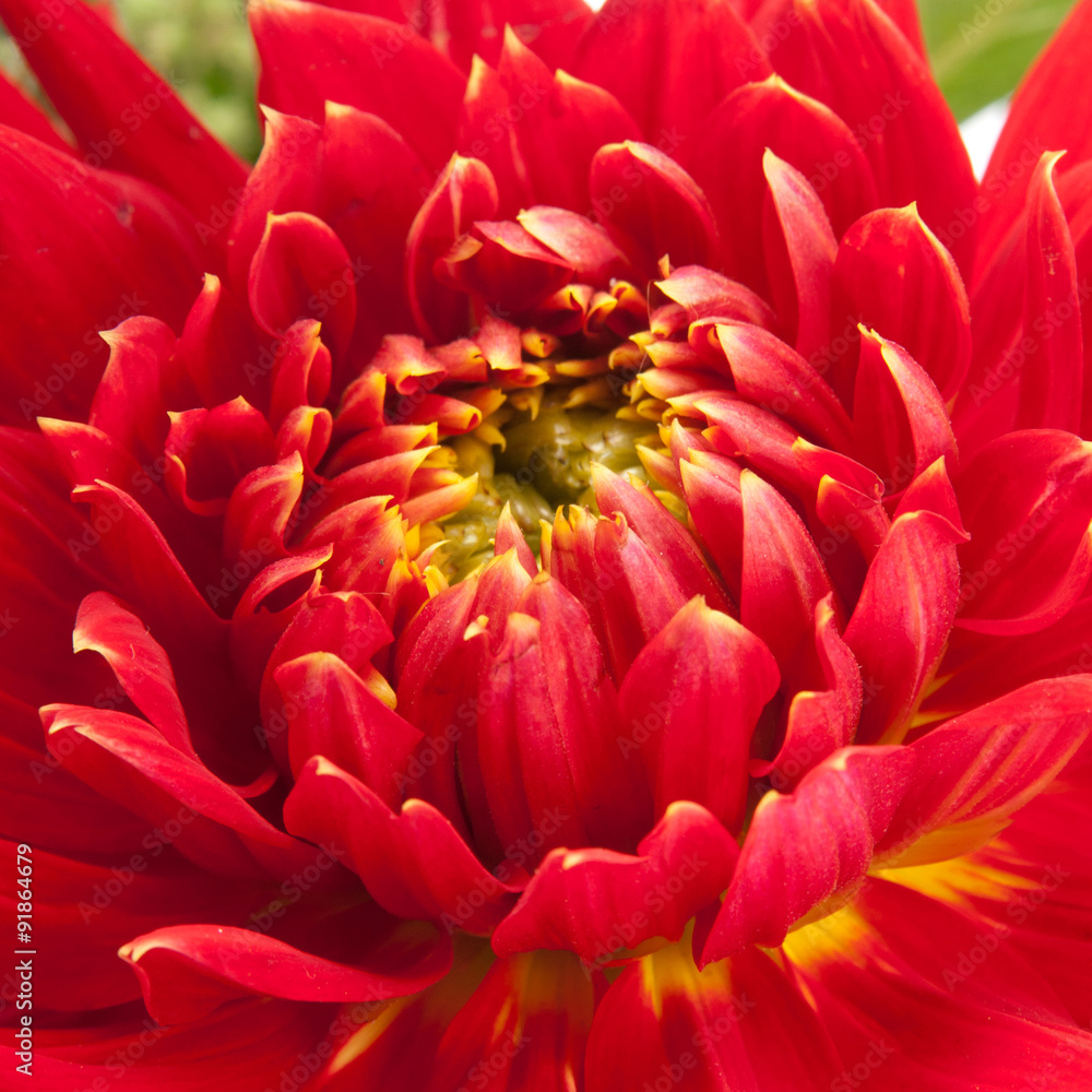 red dahlia red dahlia