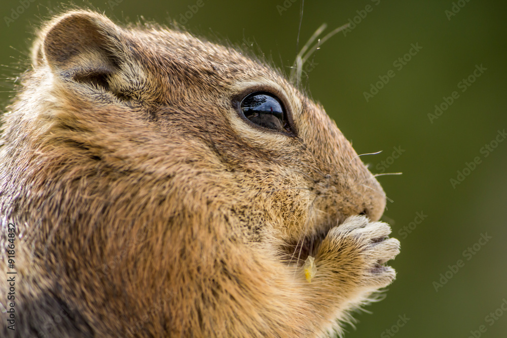 Naklejka premium Chipmunk eating a nut