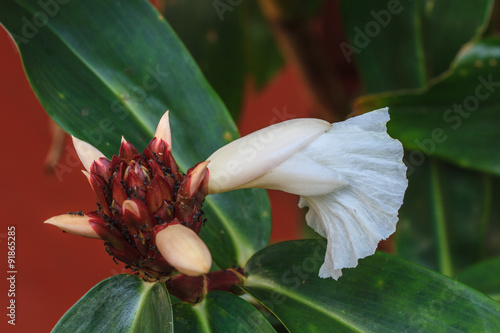 Costus speciosus in garden photo