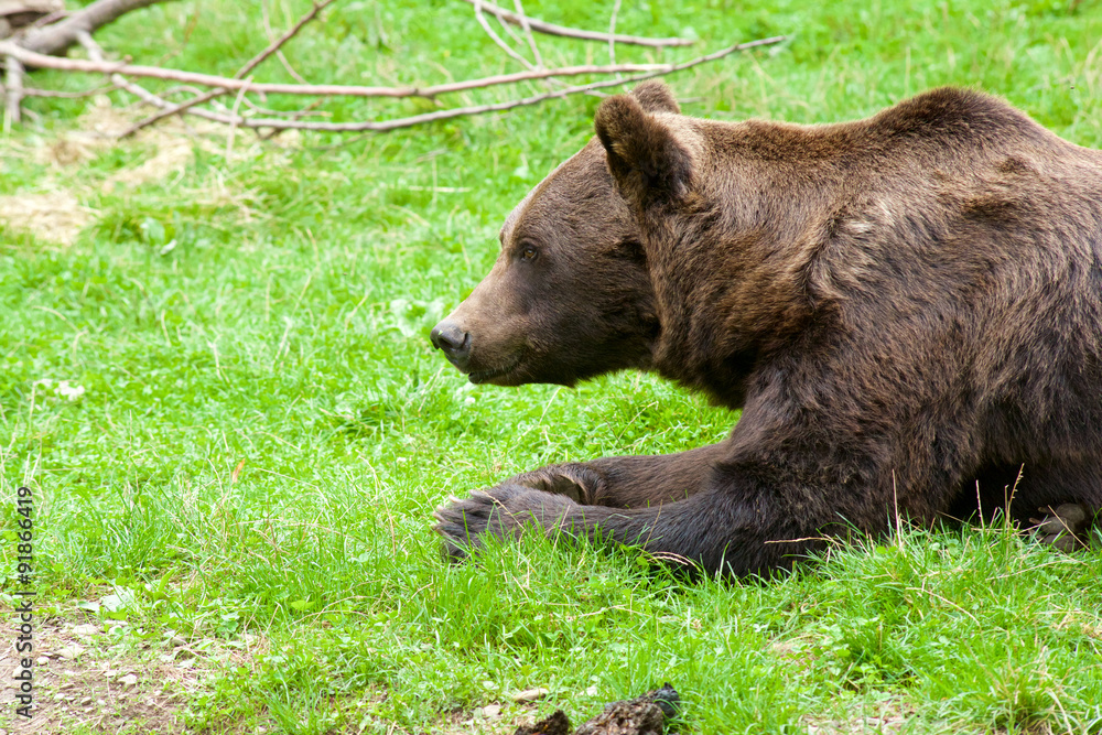 Grizzly bear