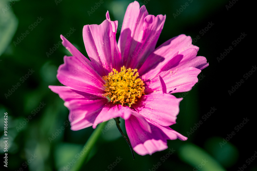 Cosmos dans un jardin Cosmos dans un jardin