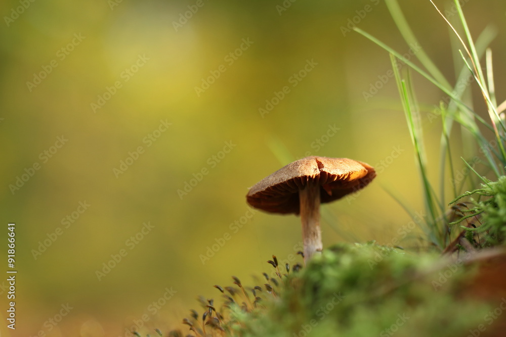 Fototapeta premium Pilz im Wald