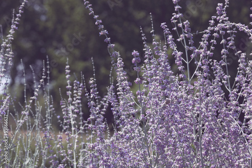 Russian Sage