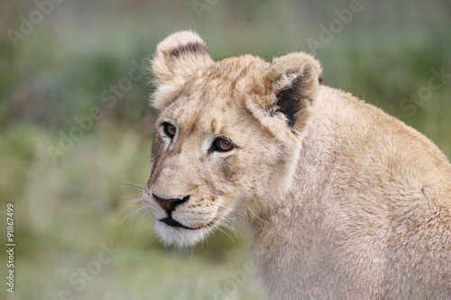 Fototapeta Naklejka Na Ścianę i Meble -  young female lion.