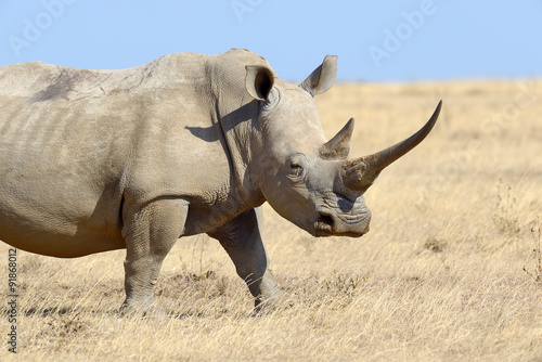Rhino © byrdyak