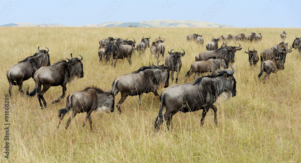 Wildebeest