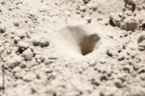 insect traps in the sand photo