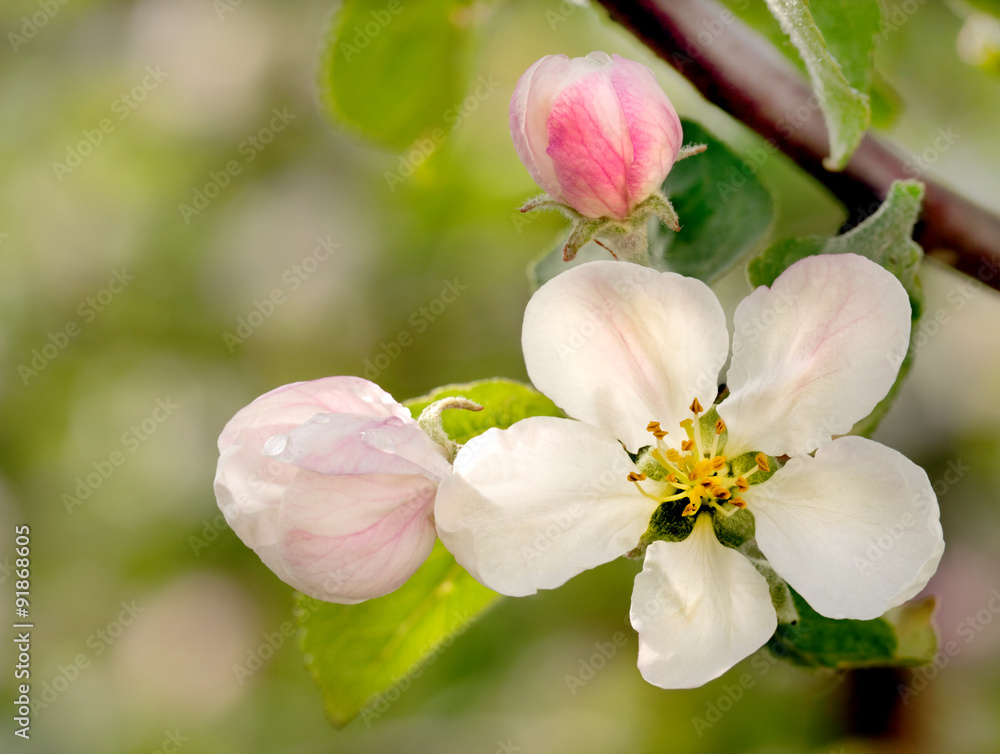 Obraz premium Apple blossom