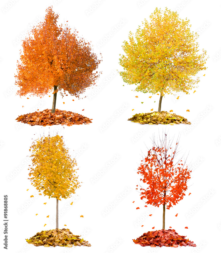 Fototapeta premium Autumn trees