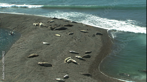 Pan beach full of elephant seals