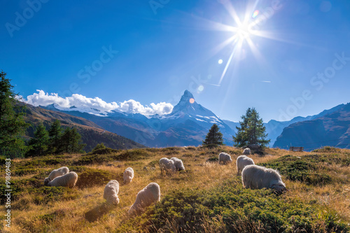 Panorama of Matterhorn with sheep in Swiss Alps  photo