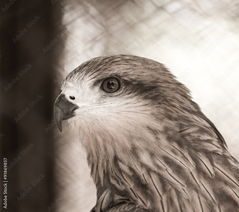 Fototapeta premium bird hawk nature
