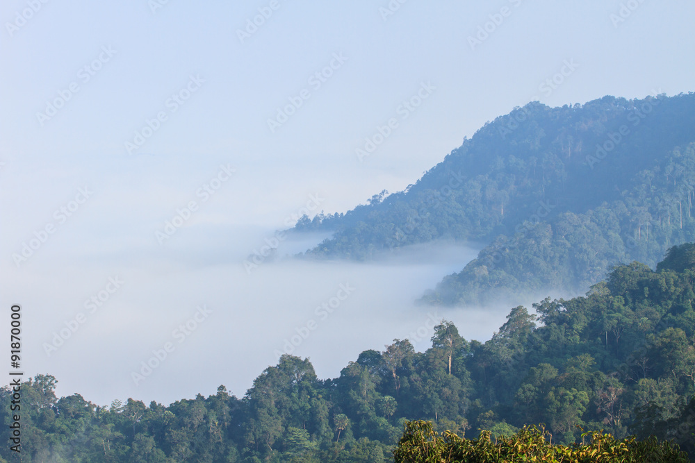 Obraz premium sea of fog with forests as foreground