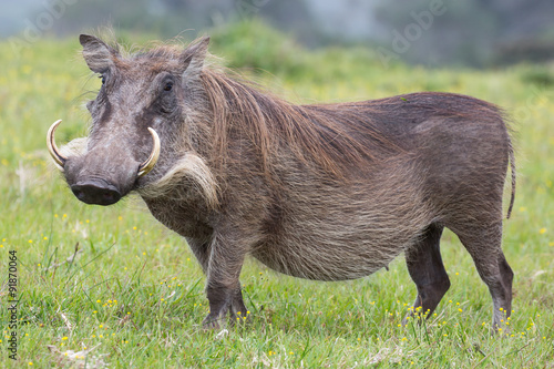 Warthog Portrait photo