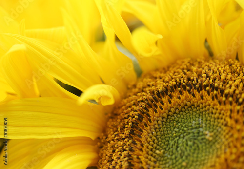 bright sunflower background.