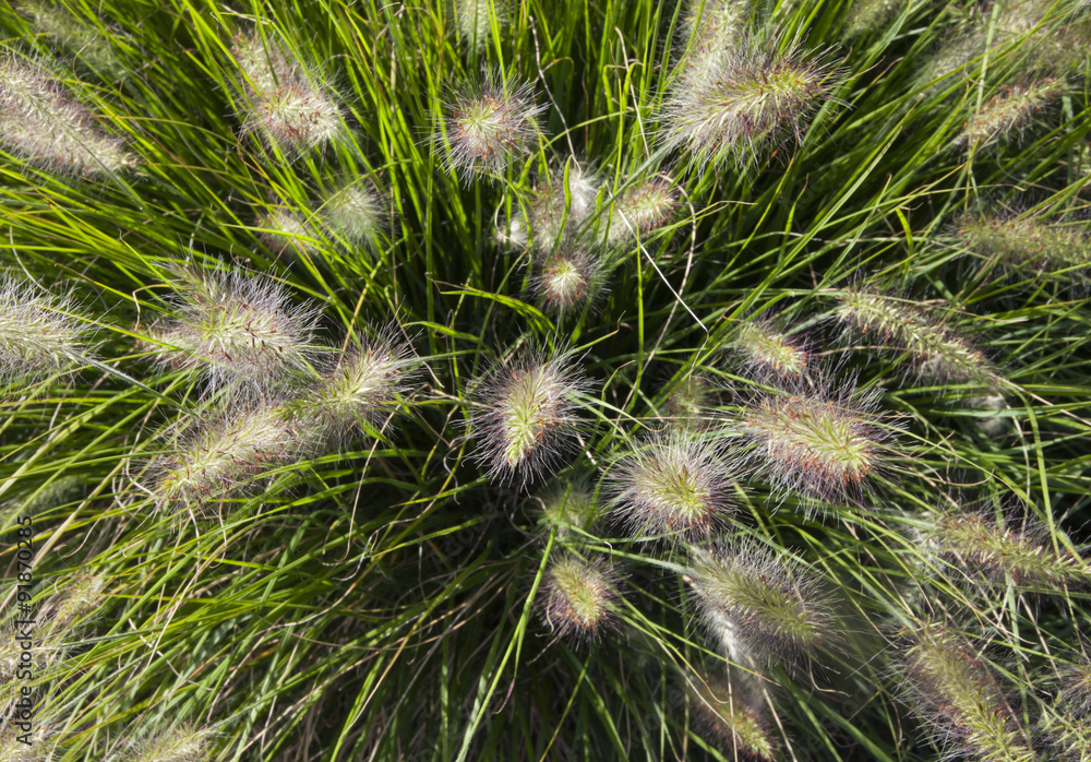 Overhead closeup of green fountain grass, Pennisetum alopecuroid
