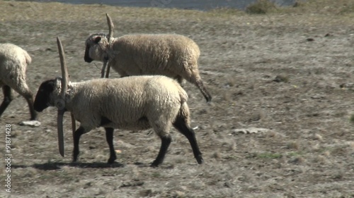 Sheep near Buchupureo, Chile photo