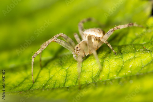 Spider in nature. marco © schankz