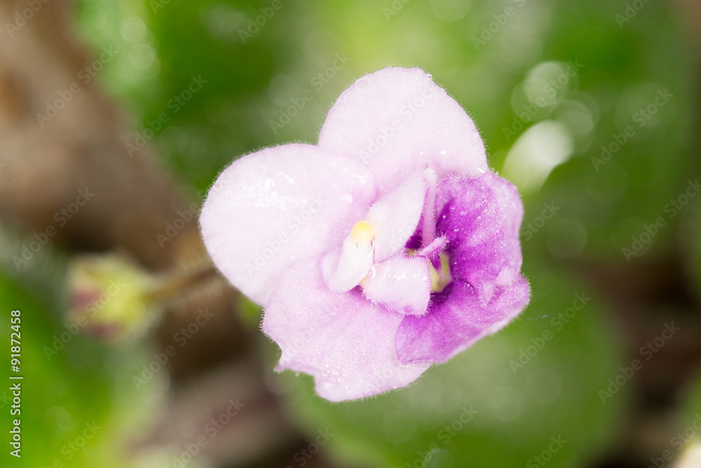 Fototapeta premium beautiful violet flower. macro